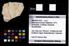 Foto (Objekt + Etikett) von Gastrosacus eminens (Blaschke, 1911)  (NHMW-GEO-1990-0041-2531)